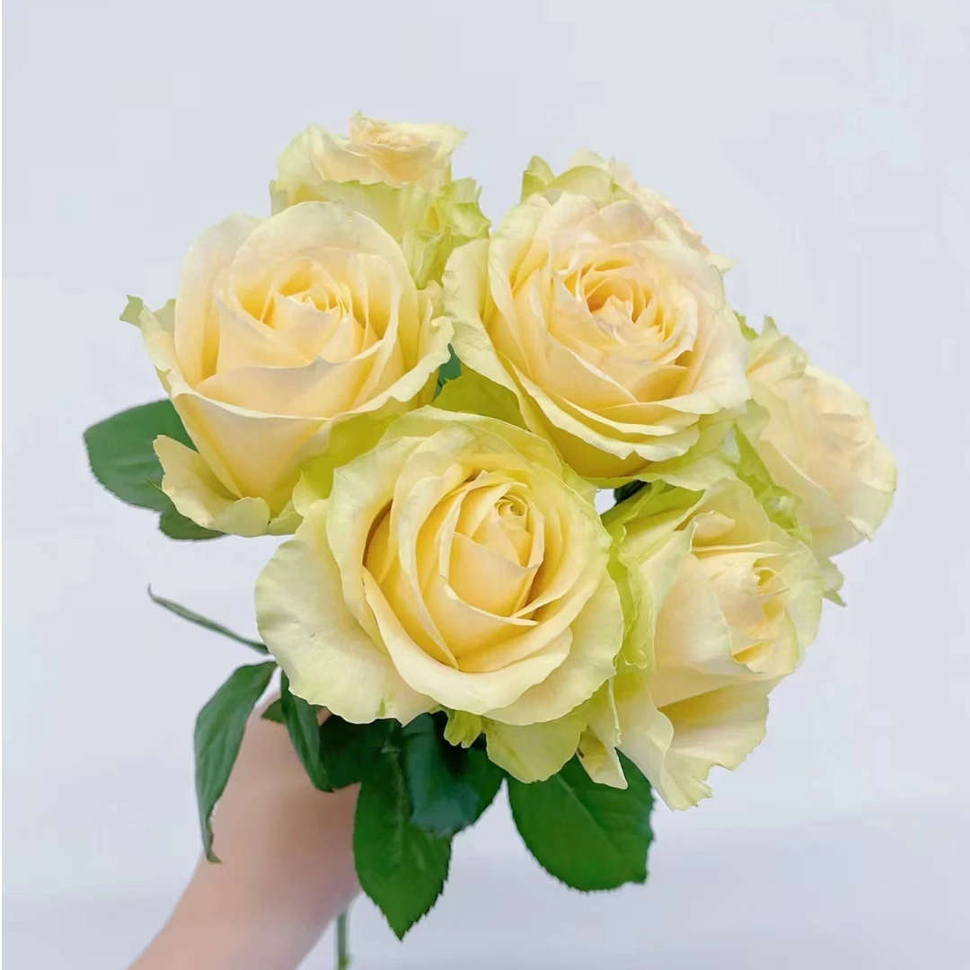 福利套餐A08  云南基地直发 鲜花 水养