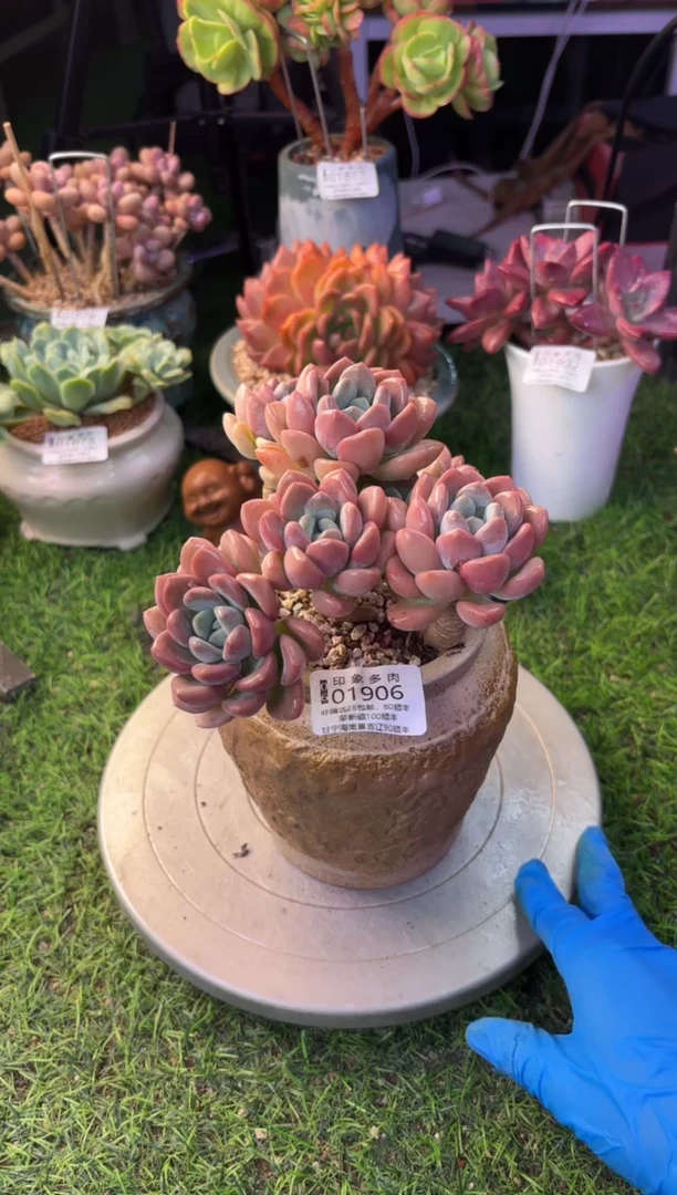 昆明印象多肉01906