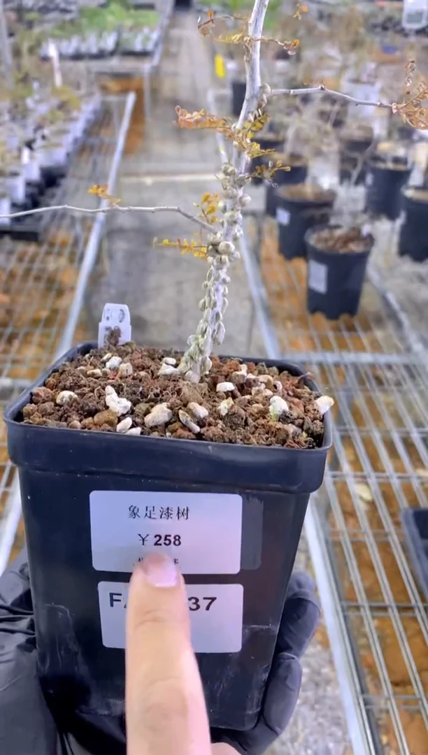 【闪购商品】象足漆树FA-8537