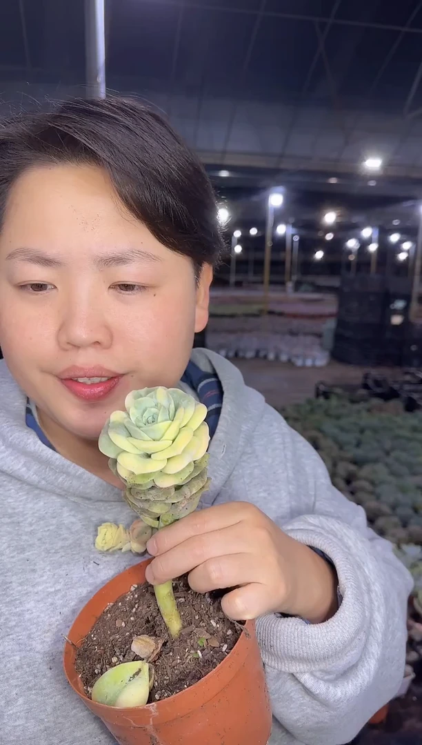 单头可爱玫瑰锦（挑锦多）3.99