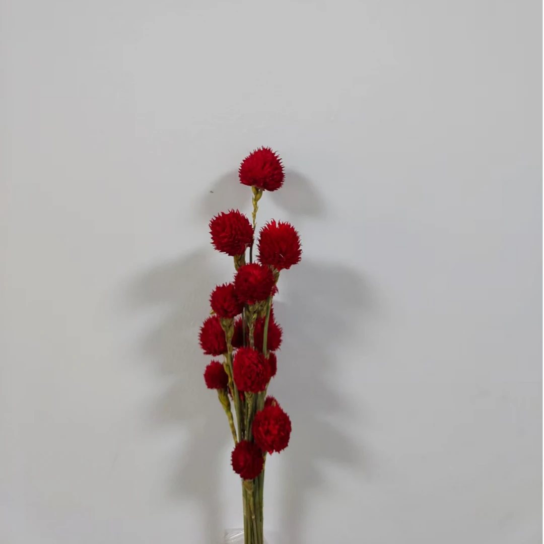 草莓果千日红天然干花花束客厅装饰摆件永生花花艺花材