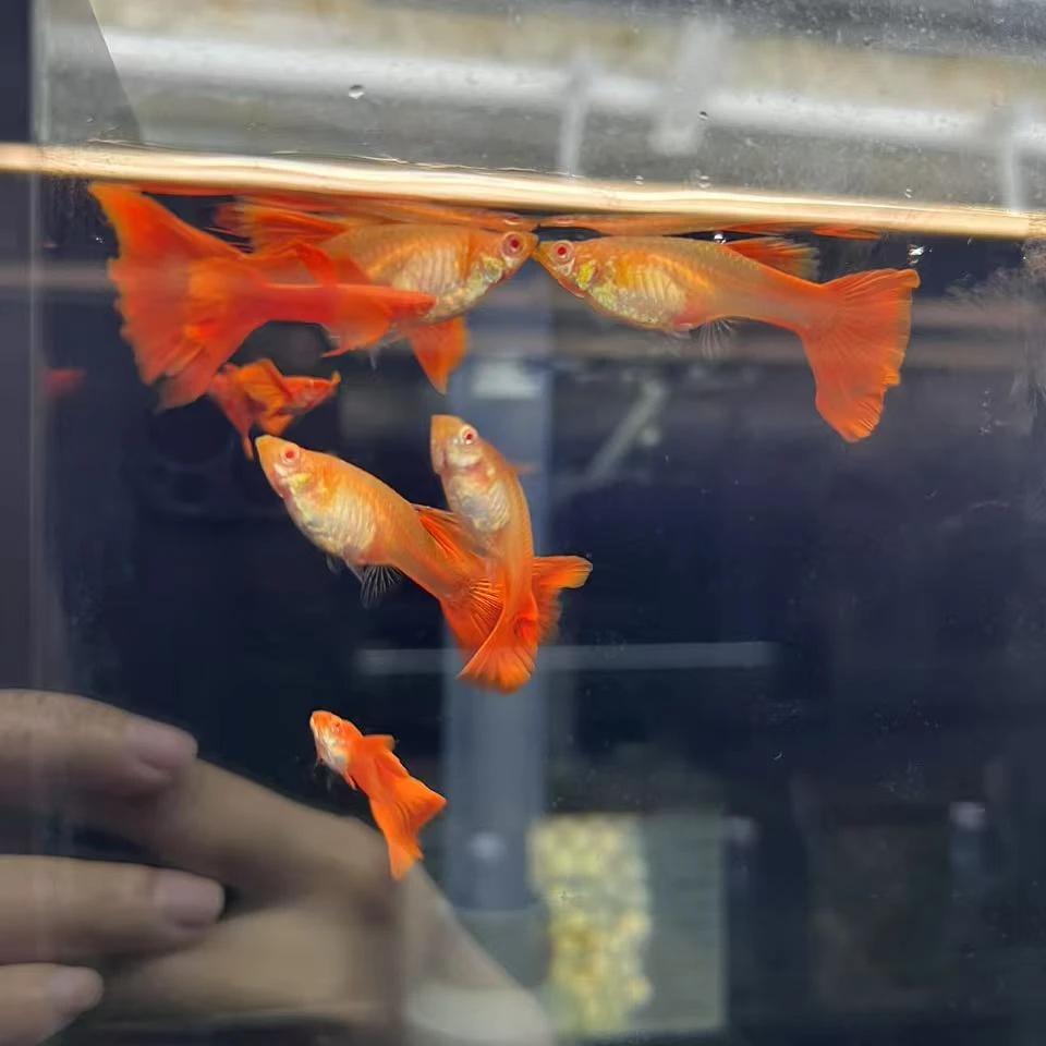 精品原线进口血红飞船（无开箱视频，不支持报损）