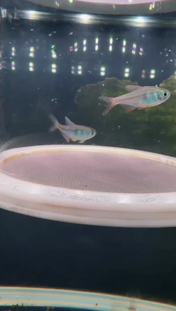 灯科鱼嚼**?36号钴蓝梦幻旗2cm左右（不包黑点）2条