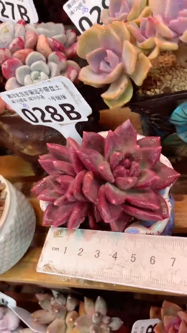 028B（一物一拍实付满28发货，默认不带盆土）