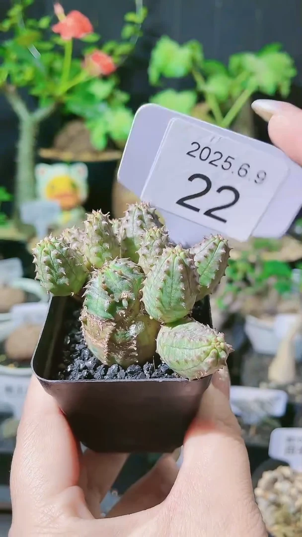 22号子吹布纹球带盆
