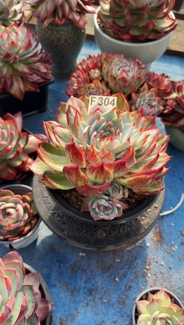 F304惊鸿仙子（裸根发货）（不包整）