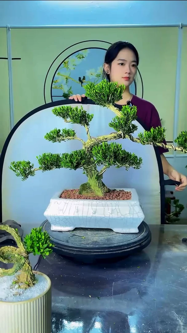 完全开放广东雀舌皱皮黄杨高端盆景