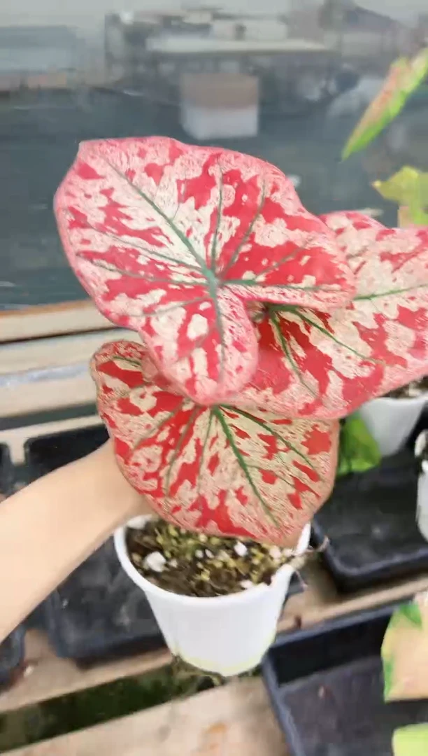 54            猩红玛丽