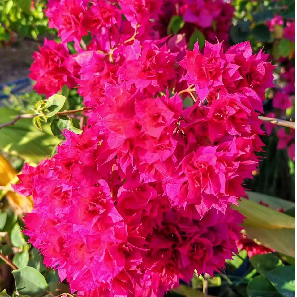 重瓣红 三角梅袋苗 阳台庭院地栽盆栽绿植花卉