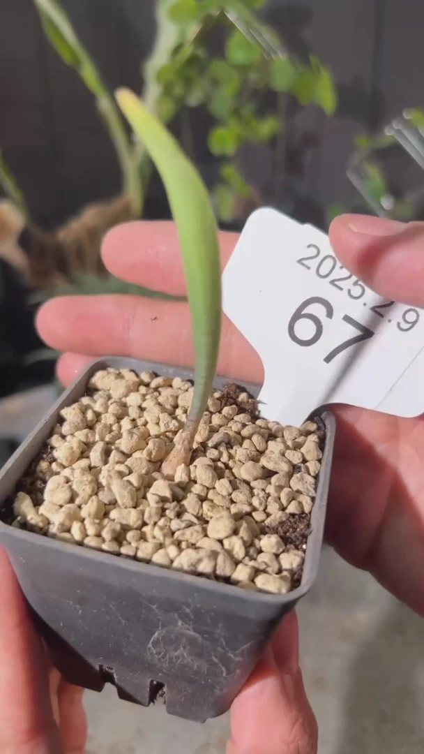 【闪购商品】巨波叶血莲宝宝2.9.67