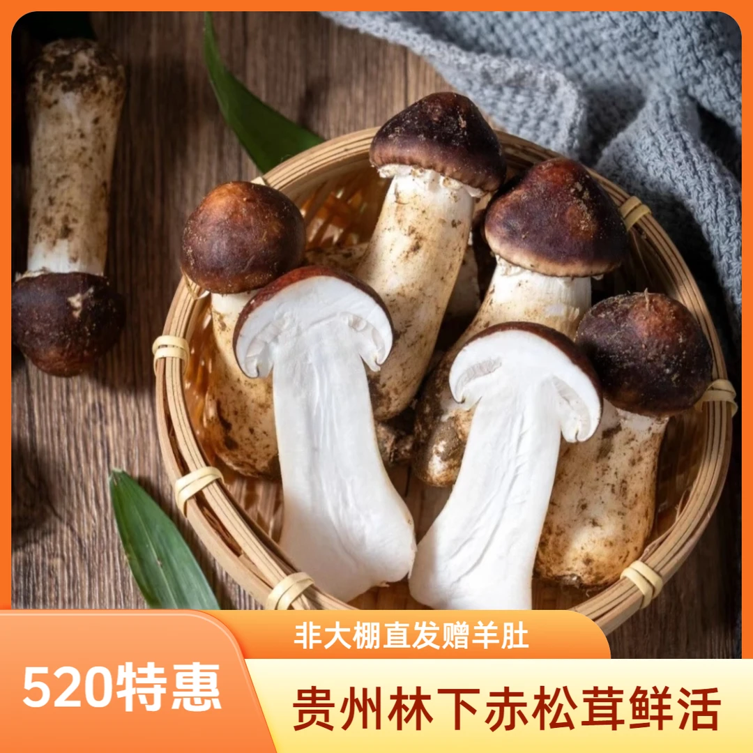 520钜惠 贵州大山原生态林下赤松茸 （非大棚）鲜采直发赠羊肚菌