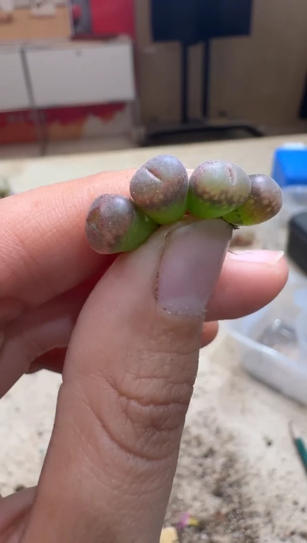 7-336多肉植物肉锥
