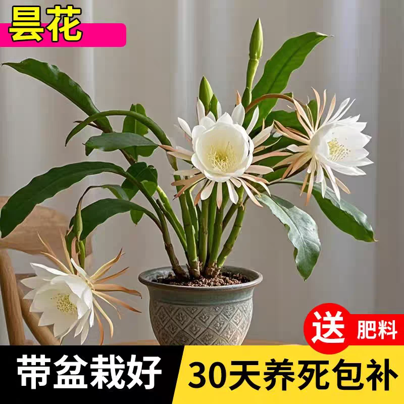 昙花苗盆栽昙花一现月下美人大小叶可食用绿植室内耐阴浓香型花卉