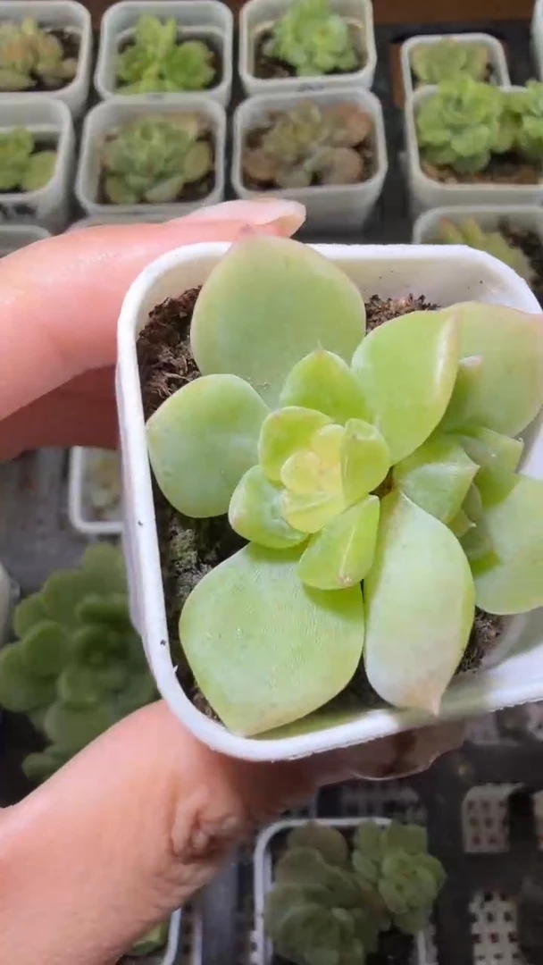 1751  谪仙多肉植物