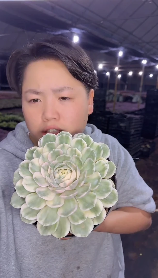 大单头昂斯诺锦9.99