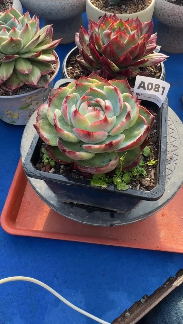 【闪购商品】A081惊鸿仙子（裸根发货）