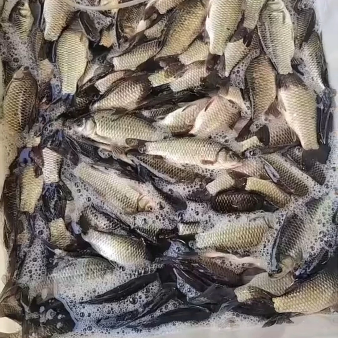 野生鲫鱼现捕现发土鲫鱼鲫鱼汤坐月子