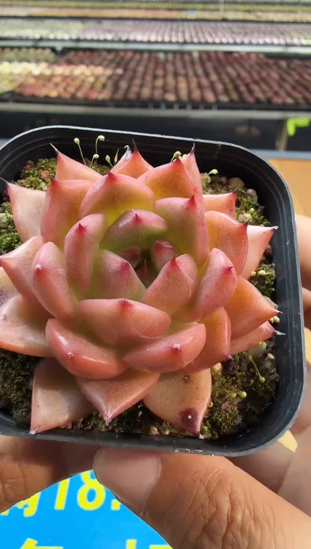 东云多肉园二店-305