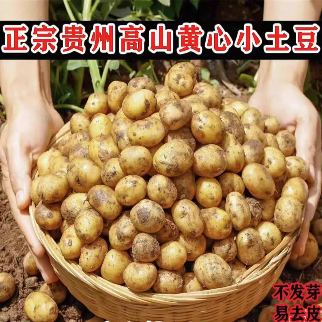 威宁新鲜正宗老品种憨包洋芋黄皮白心土豆高山洋芋现挖现发