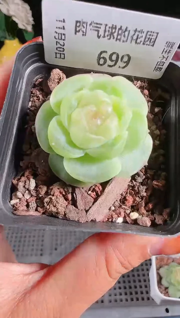 1120-699流光群生不包整