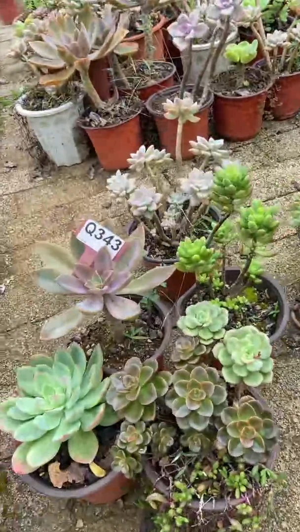 Q343多肉组合默认脱土发货