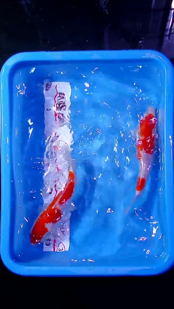 锦鲤直播间菁选 对版发货 30