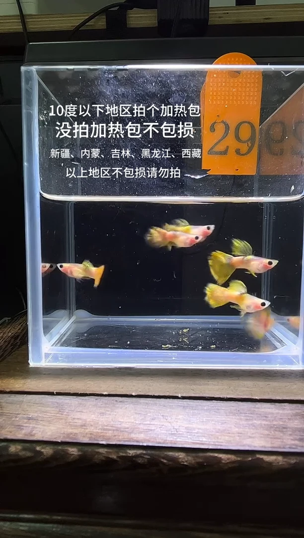 孔雀鱼幻彩公编号29