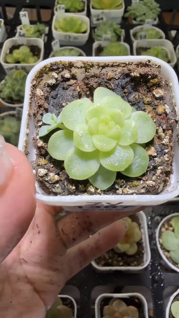 1387  纸鸢多肉植物