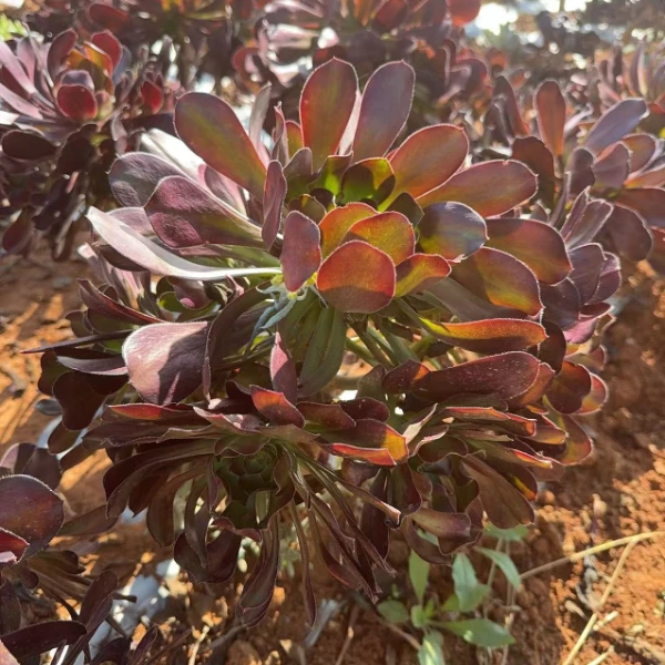玫瑰法师  瑕疵不售后 好看好养  耐寒多肉植物 云南发货