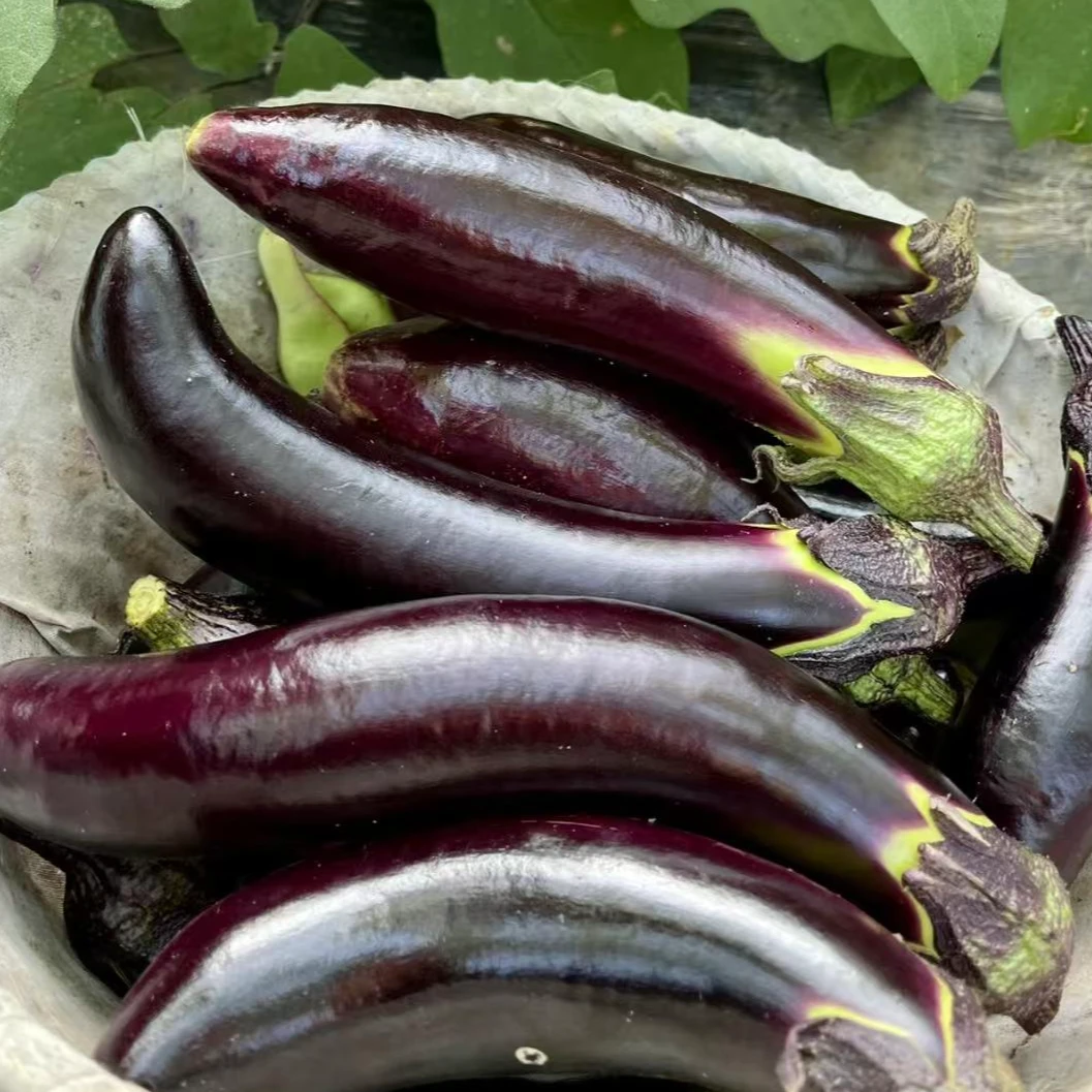 【寻味荫平】重庆农家自种紫皮茄子新鲜现摘现发