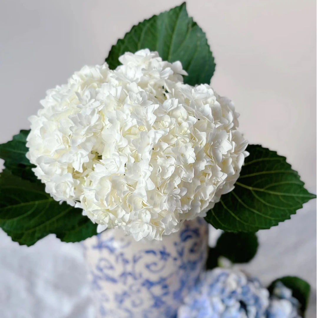 【独鬏鬏优选】A级鲜花 [重瓣白] 重瓣绣球 层层叠叠新鲜采摘配送