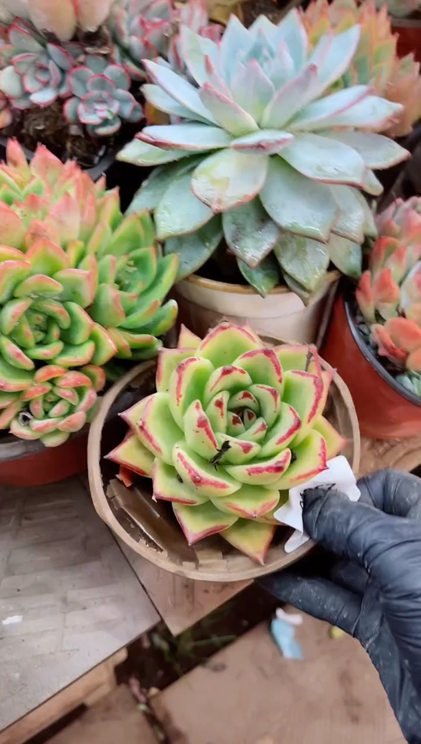 ?****?23076多肉植物一物一拍