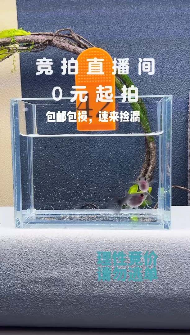 孔雀鱼蓝礼服玻璃猫带胎韵母两条编号42