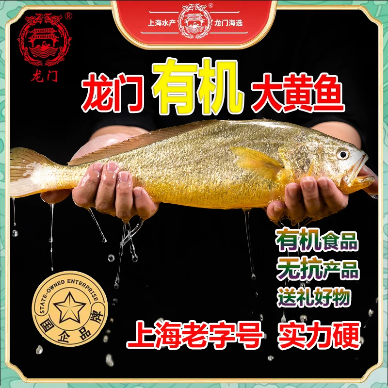 龙门 有机大黄鱼500g*1 自然生态鲜活速冻刺少肉嫩美味海鲜佳品
