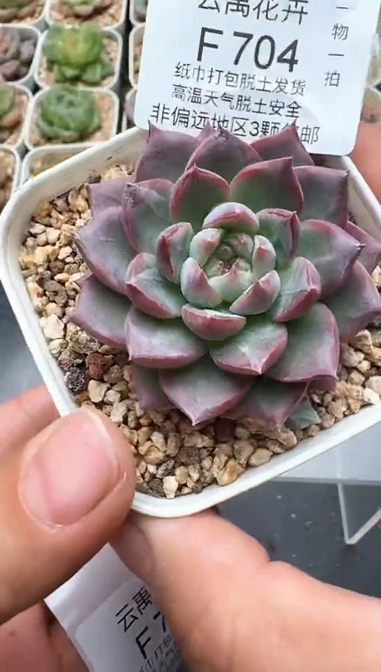 704F云禹多肉植物 默认脱土纸巾打包 3颗包邮