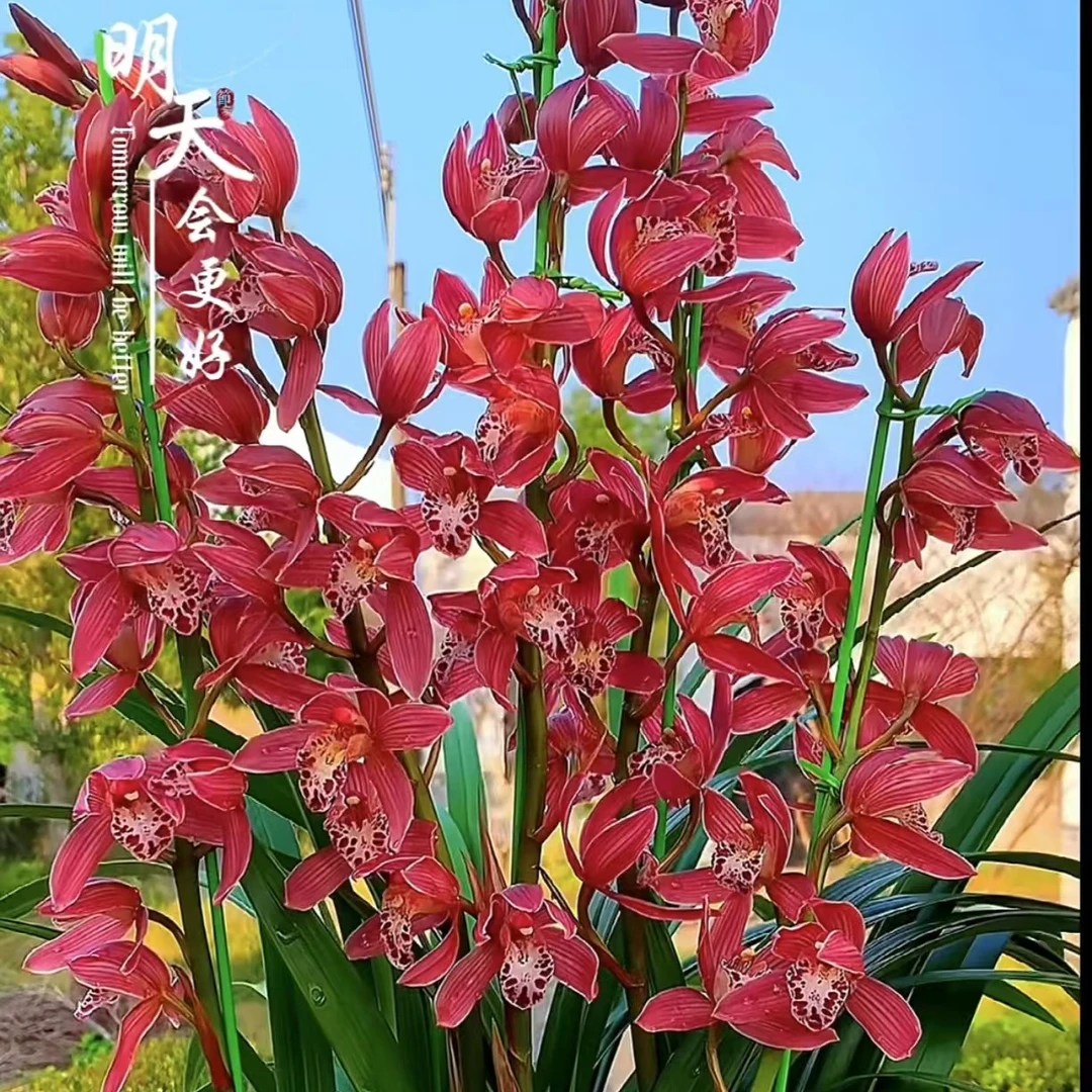 5-6花起！【大将军】 兰花盆栽 开花浓香