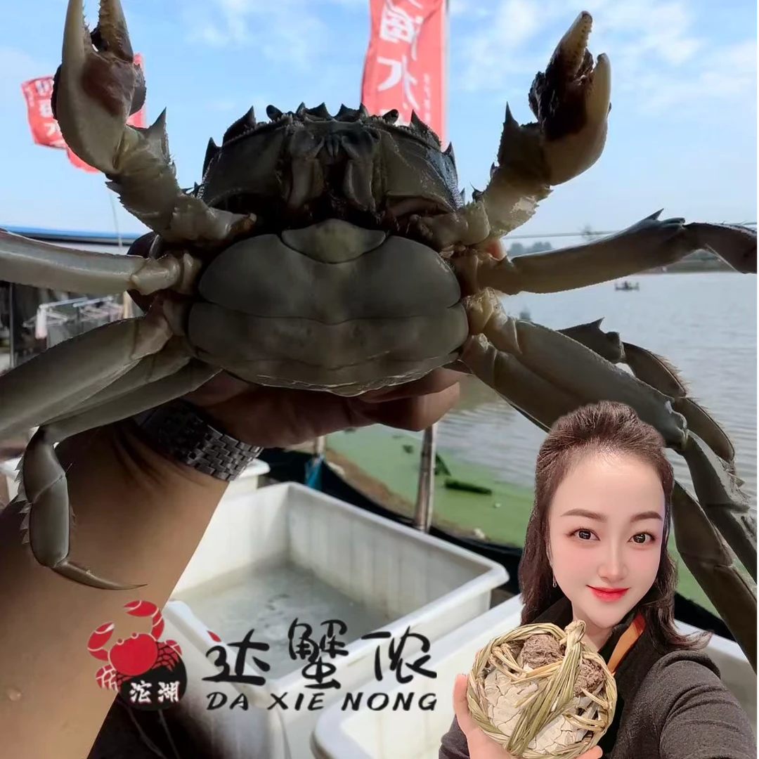【活蟹】达蟹侬沱湖大闸蟹2两母蟹8-12只装