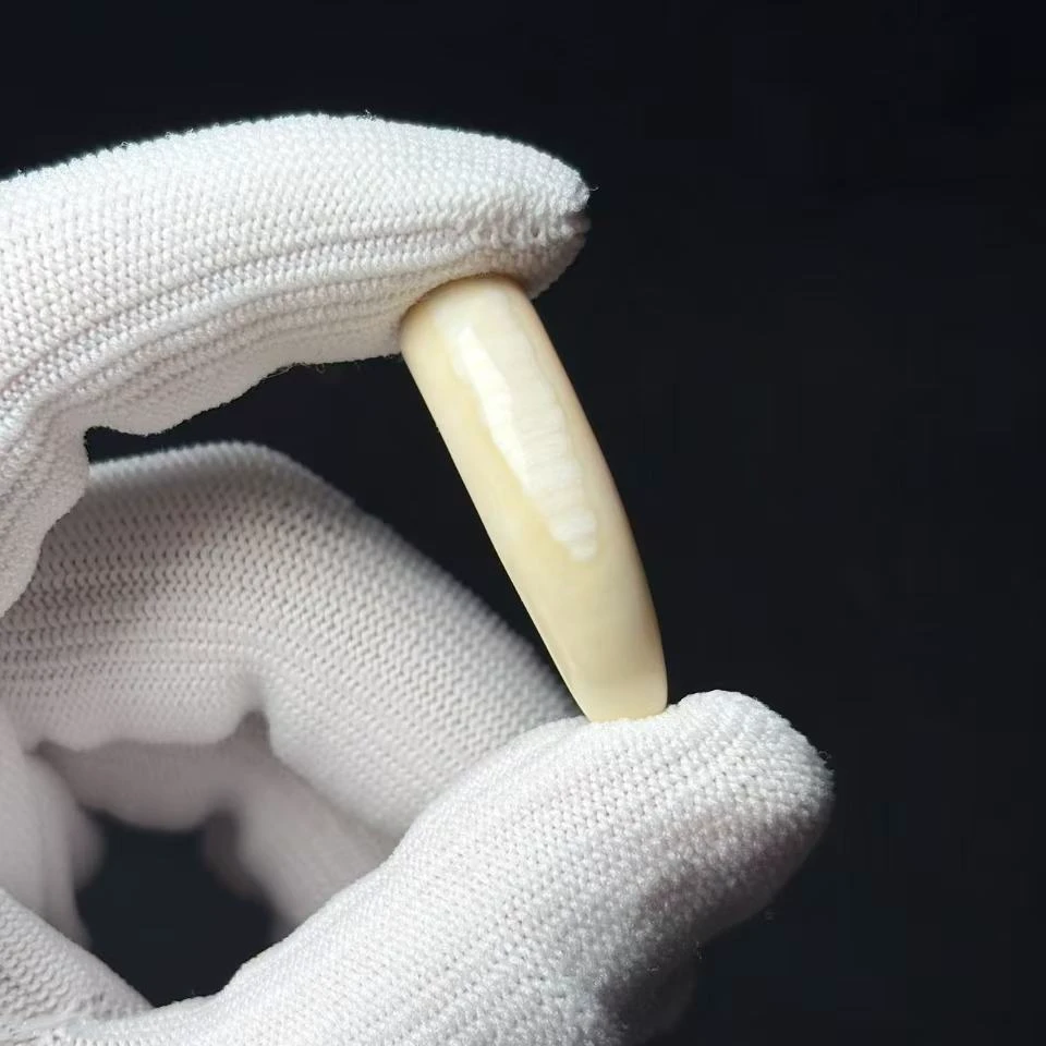 丰骨「猛犸象牙·牙尖」Y702 34*9mm 材质保真 假一罚四