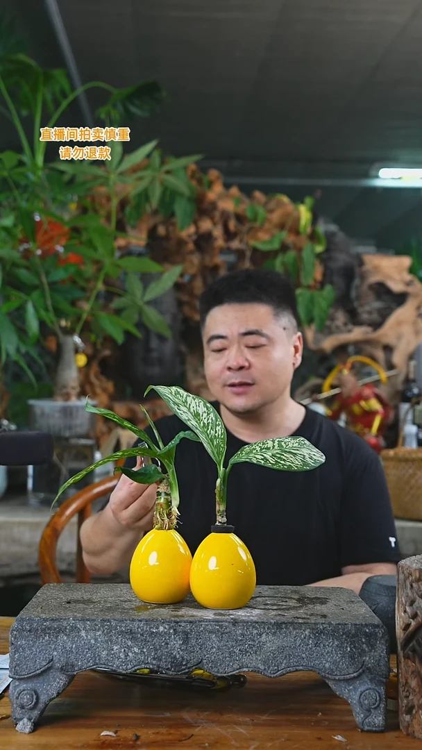 当前无花栽培后可以开花桌面暴风雪396T