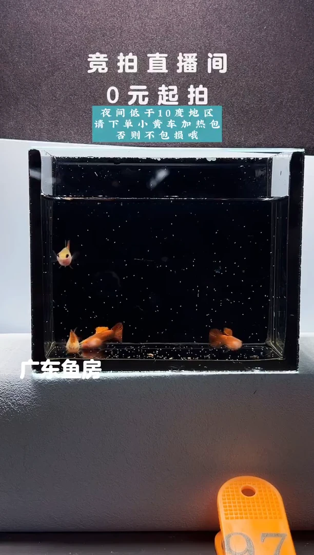 孔雀鱼赤焰精灵两对编号97