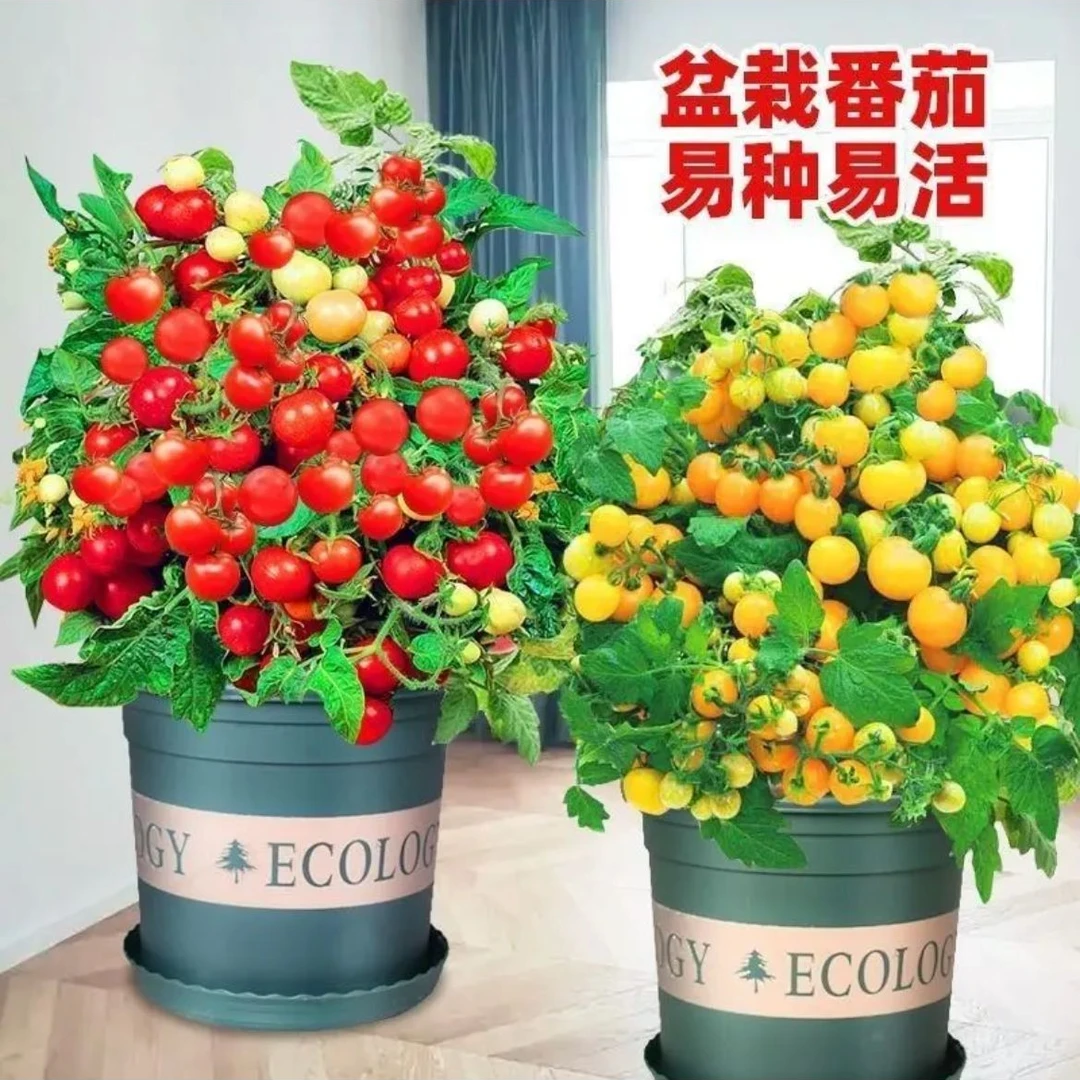 【精选】高产矮生盆栽小樱桃番茄小西红柿秧苗四季种植阳台庭院盆栽