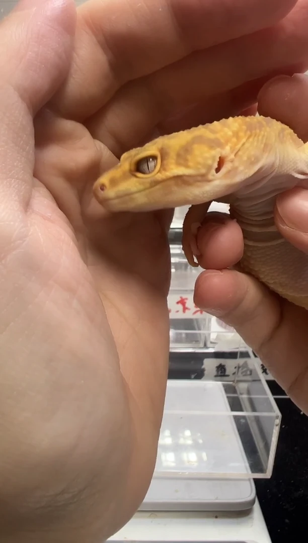 豹纹守宫39豹纹守宫