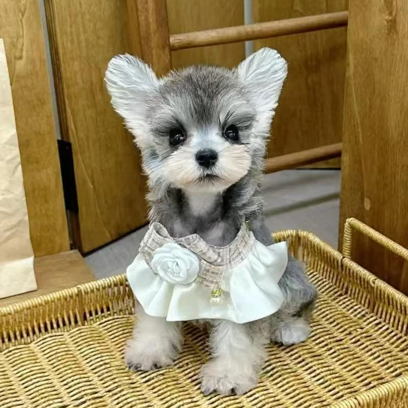 （宠物犬业）T狗狗活体