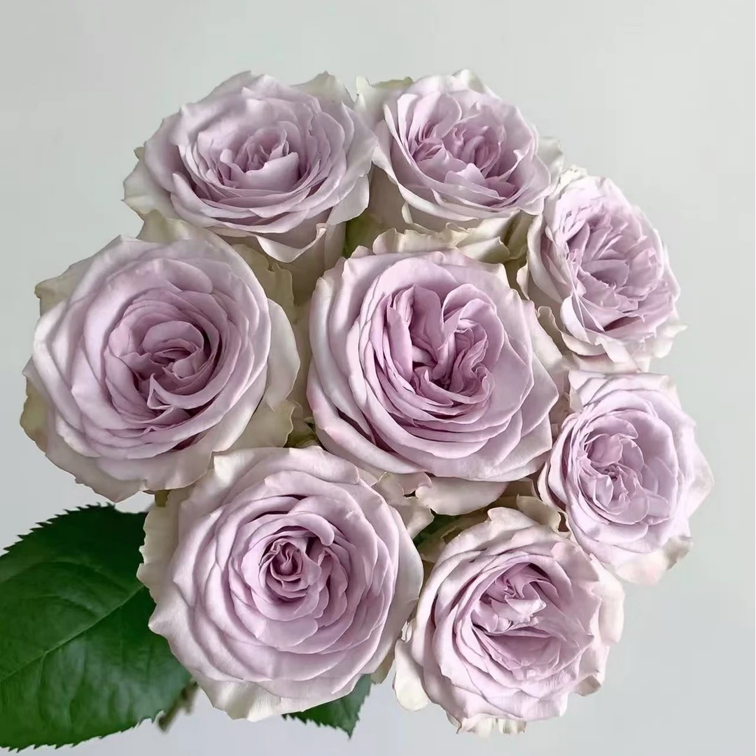 海洋之心玫瑰鲜切花   （请及时到驿站取货，及时醒花5小时）