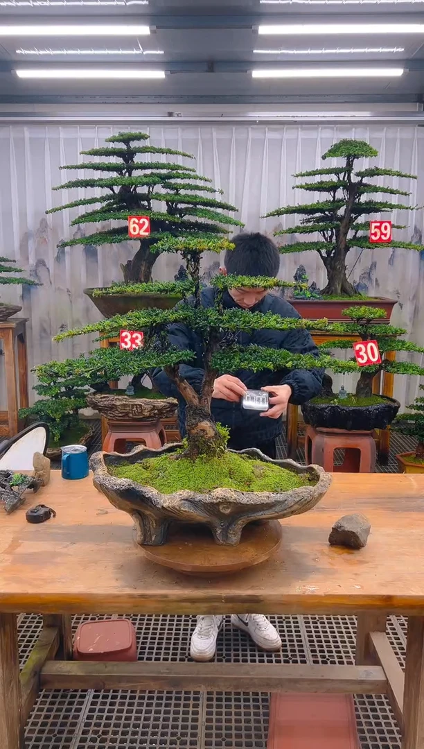 无花朵精品盆景直播间一物一拍