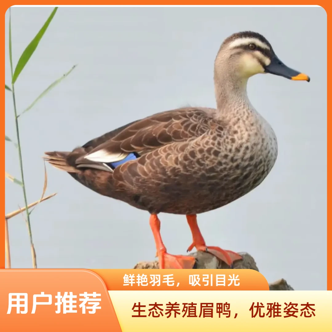 纯粮生态养殖小飞鸭眉鸭肉（顺丰速运 现杀现卖 真空包装）