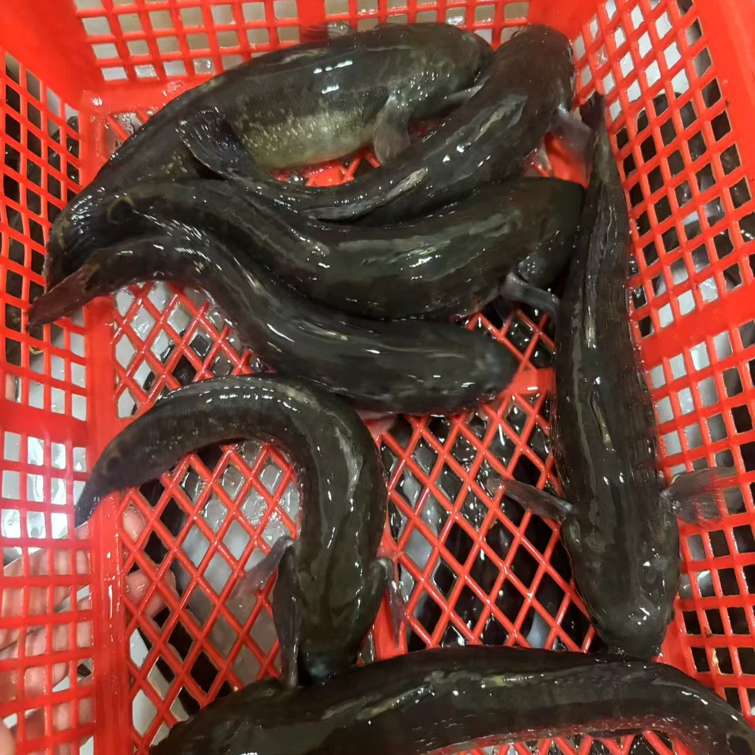 鲟虎鱼 顺丰直达免费清理可批发 海源活鲜
