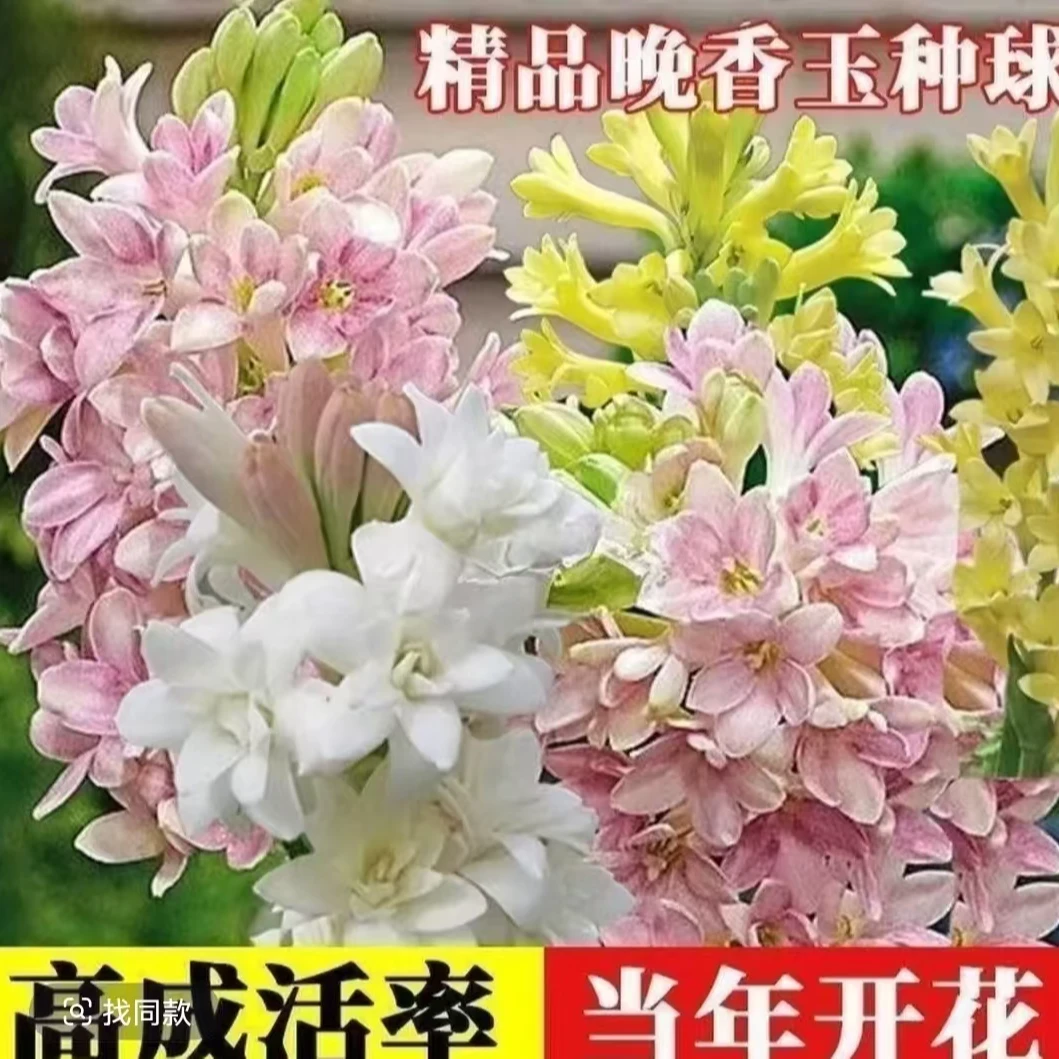 【拍一发三】晚香玉根苗重瓣大花根苗夜来香浓香型多年生切花庭院
