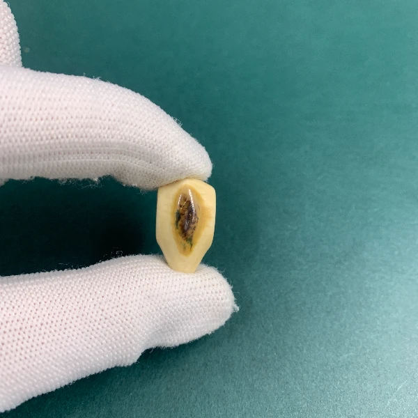 H5645天然猛犸猛犸牙精品三通支持鉴定假一罚四