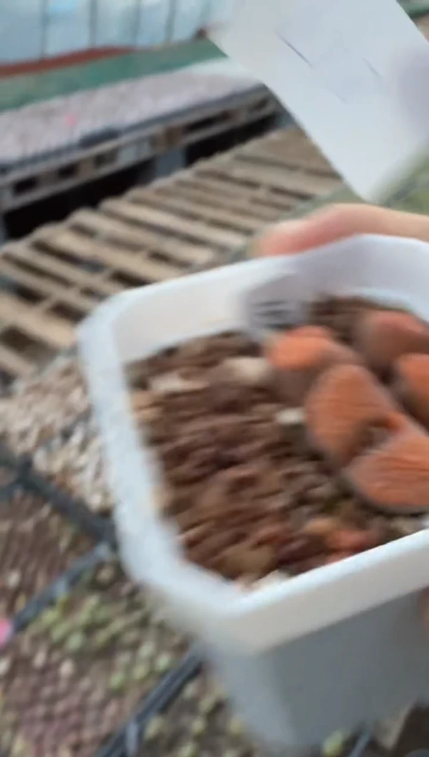 d****r218多肉植物肉锥